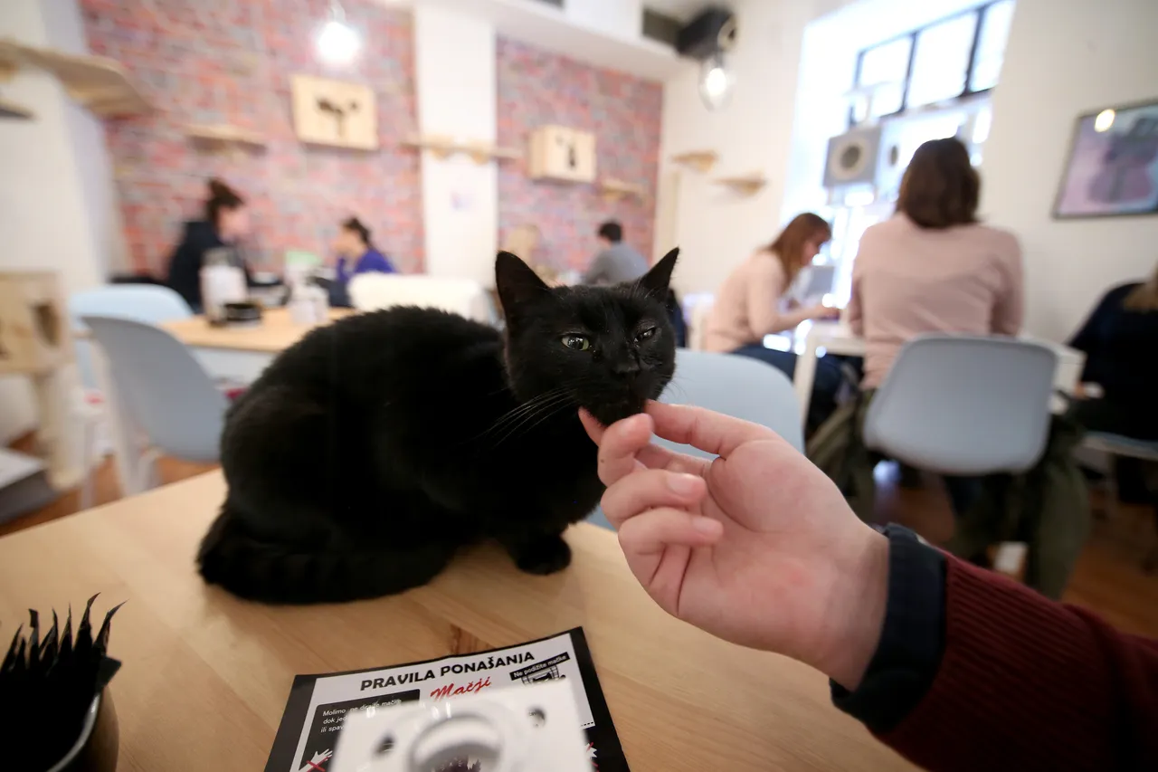 U zagrebačkom Cat caffeu posjetitelji mogu popiti kavu u društvu mačaka udomljenih s ulice