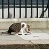 Ovo je stvarni vladar Velike Britanije: Premijeri dođu i odu, samo mačak Larry stalan jest