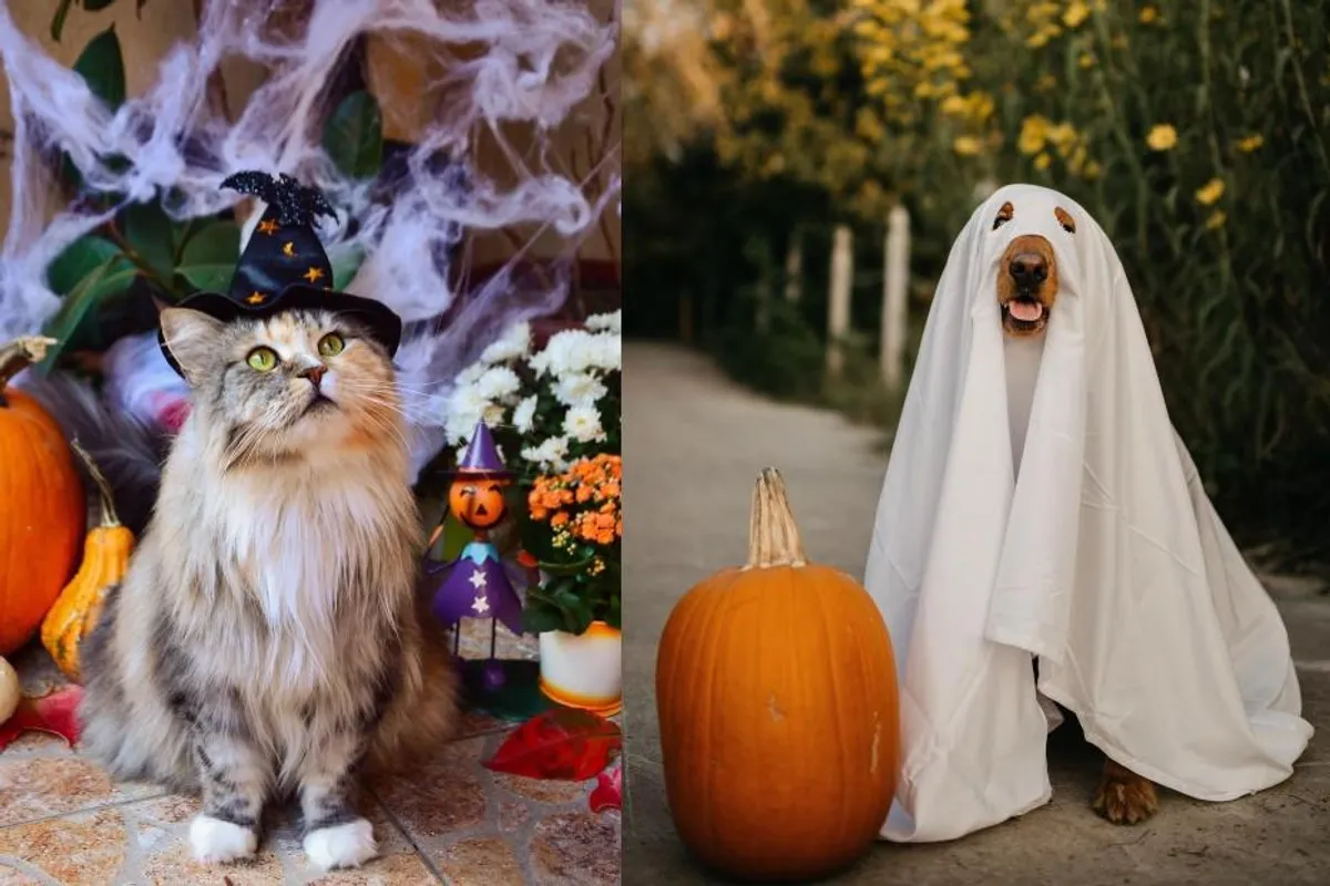 Pas kao duh, a mačka kao vještica? I oni se mogu 'maskirati' za Halloween