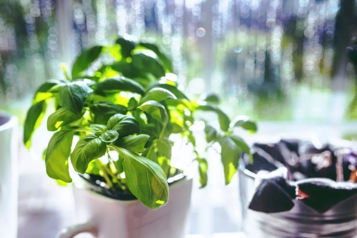 6 najkorisnijih začinskih bilja – kako ih uzgajati kod kuće
