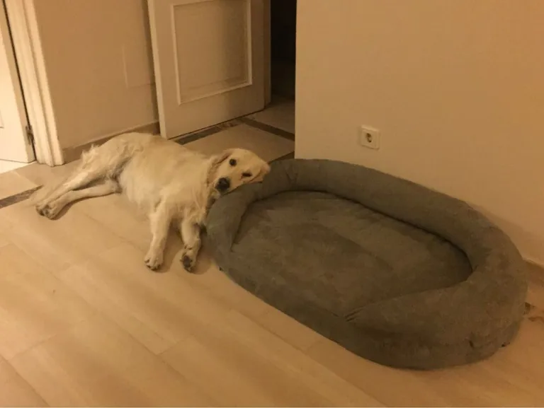 Ovo psi ne znaju čemu služe njihovi kreveti