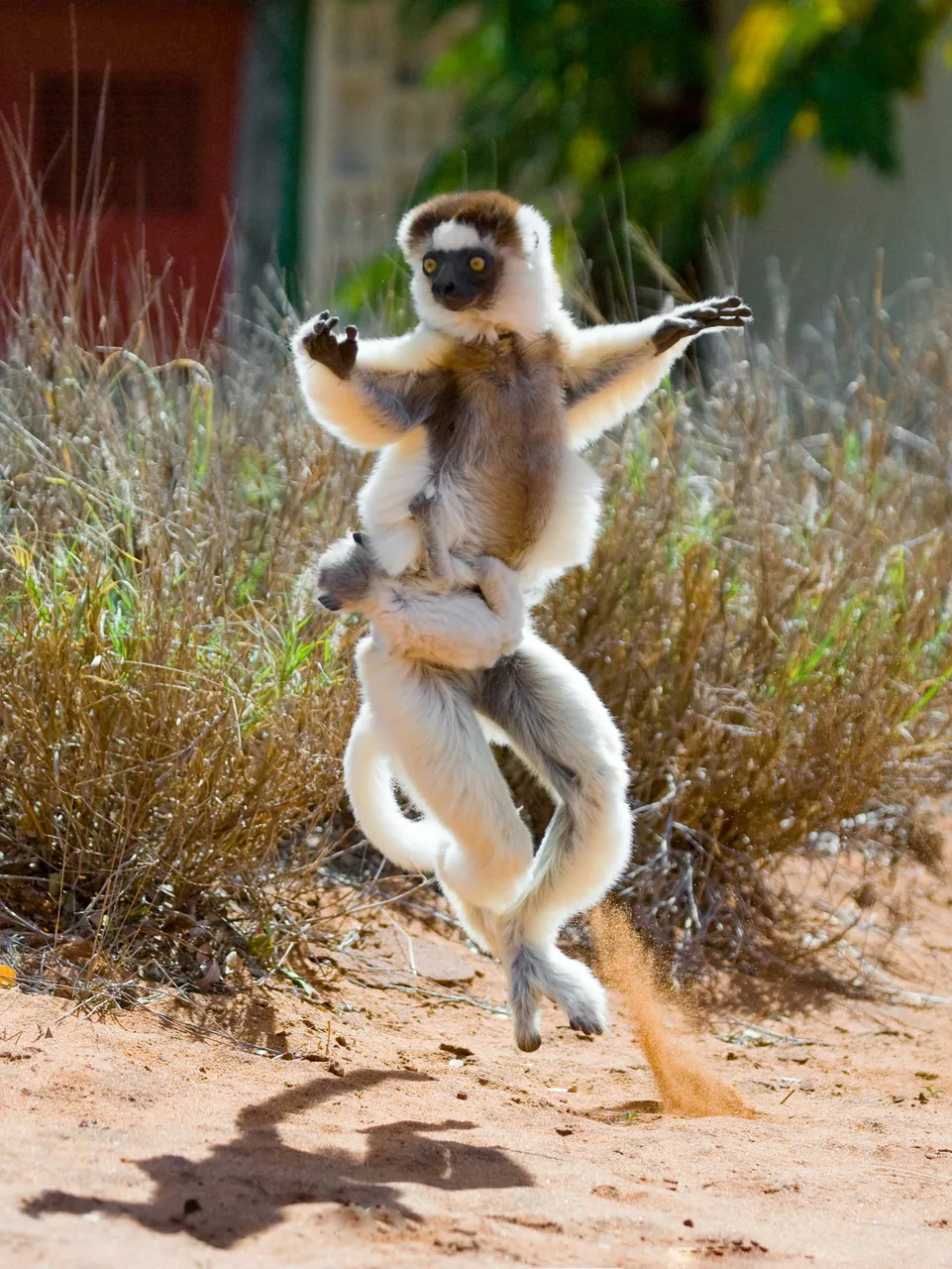 Lemur