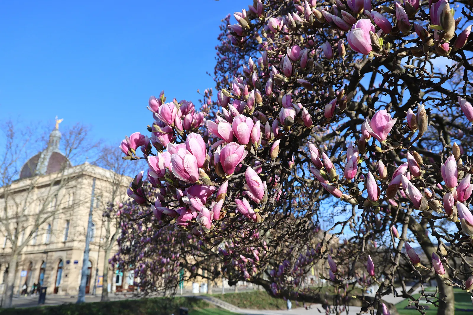  Magnolija na Trgu kralja Tomislava