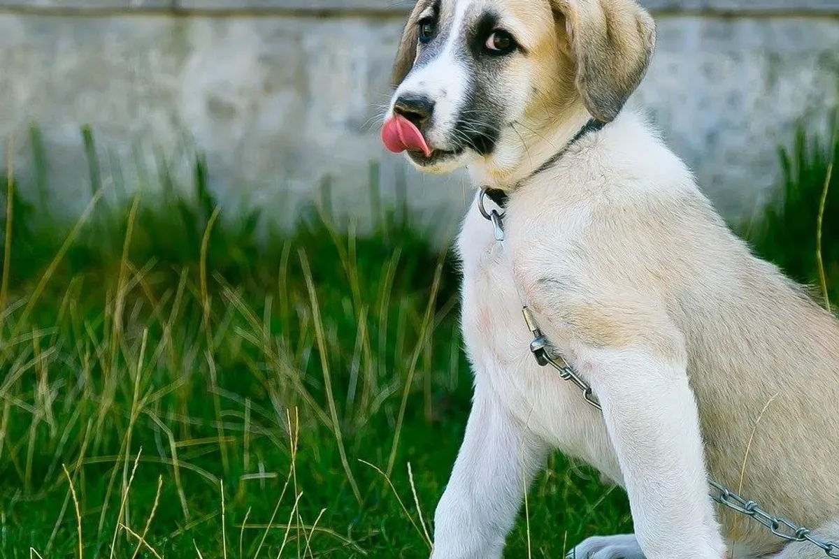 Savjeti veterinara - Zašto pas jede travu