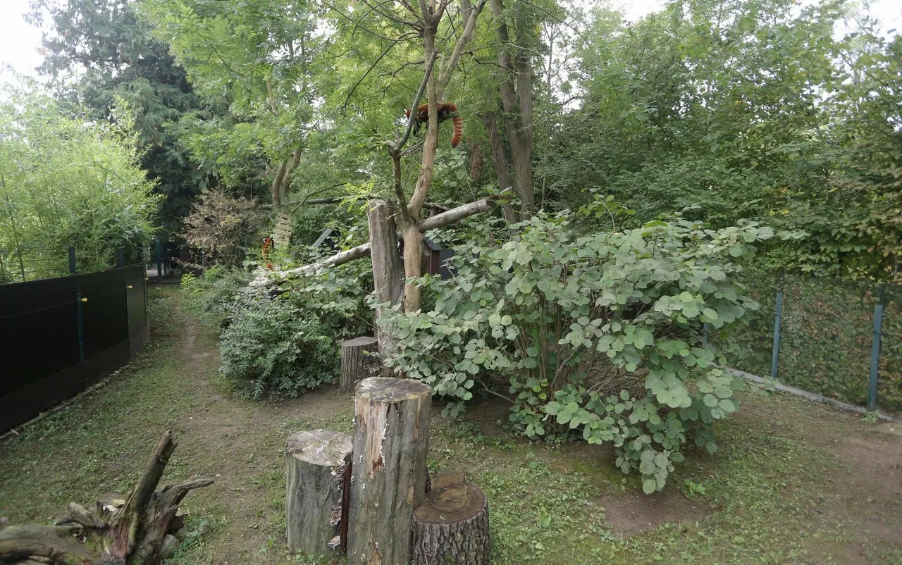Blizanci crvenih pandi