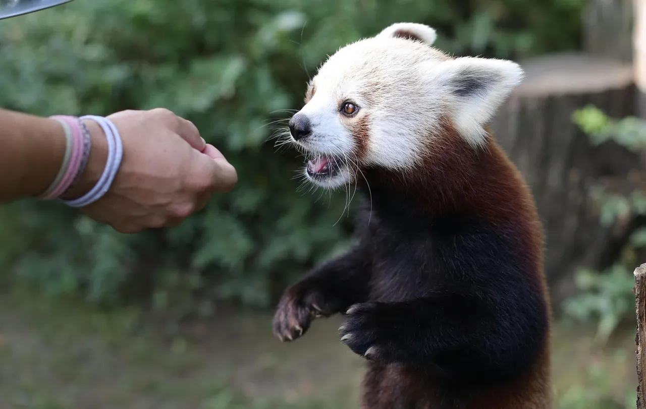 Blizanci crvenih pandi