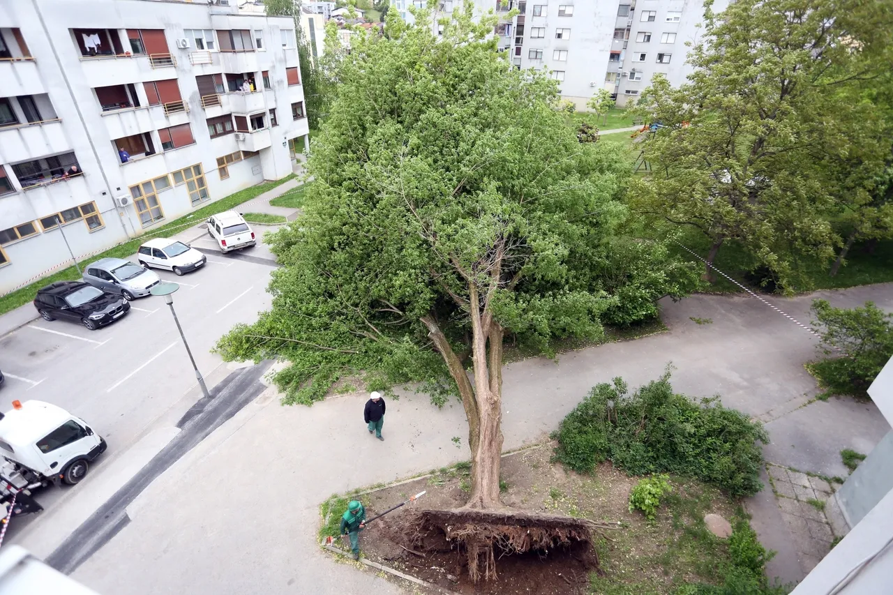 Karlovac: Olujni vjetar iščupao stablo