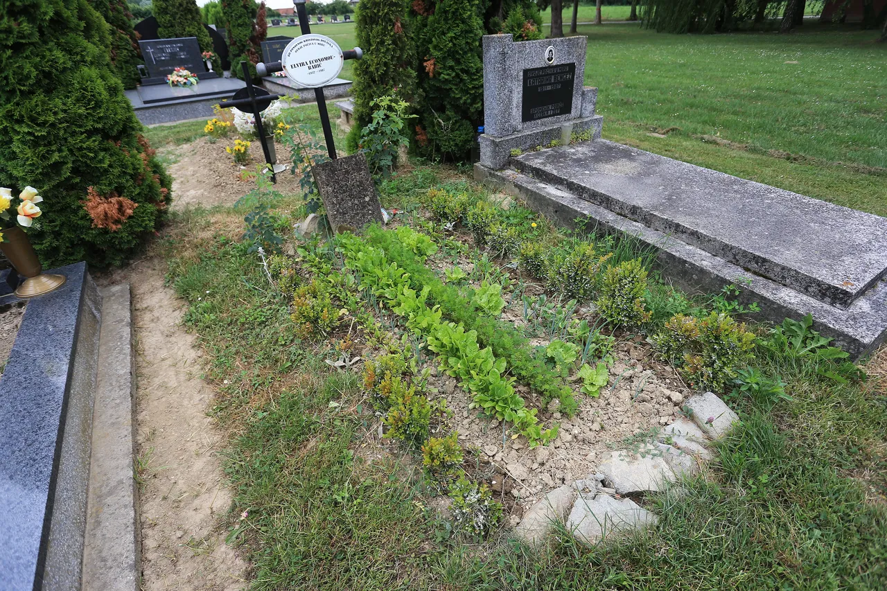 Bizarni vrt u Valpovu: netko uzgaja povrće na grobu njegove majke, a sin nema pojma za to