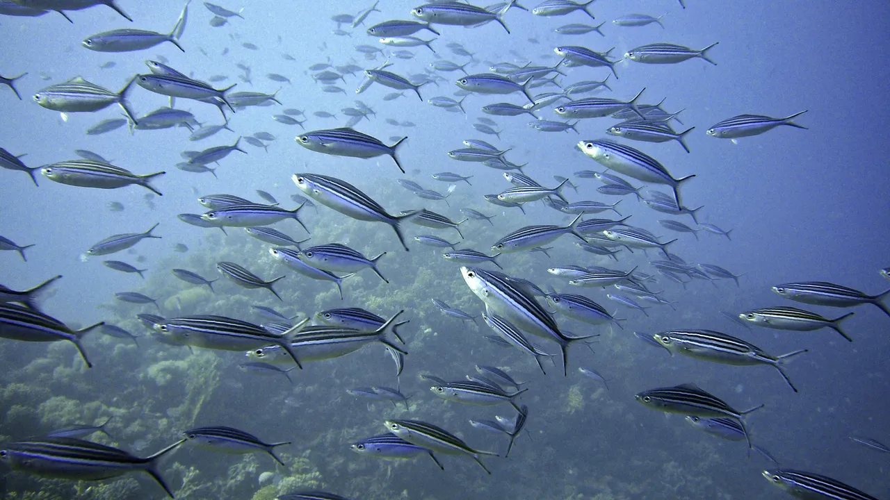 Hama riba: jadranska bijela riba - Net.hr