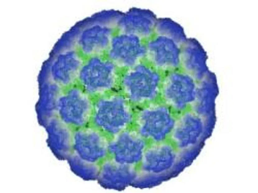 papillomavírus vírus