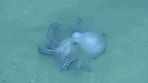 creepy-fascinating-things-found-in-the-depths-of-the-ocean-xx-gifs-18