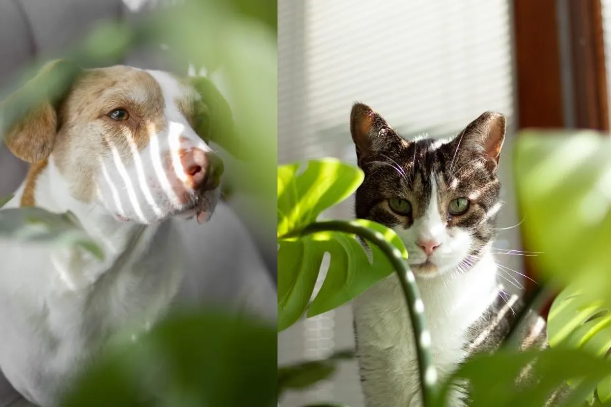 Pronašle smo biljke koje nisu otrovne za tvoju mačku ili psa