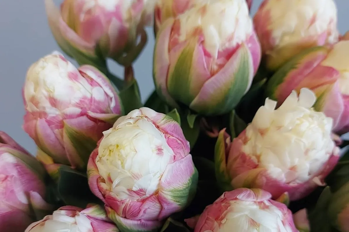 sladoled tulipani.jpg