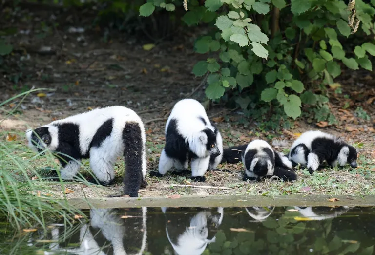 Čupavouhi lemuri u zagrebačkom ZOO