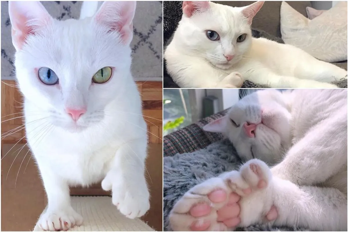 Dnevna doza slatkoće: Upoznaj Sansu, mačku s različitom bojom očiju i prstom viška
