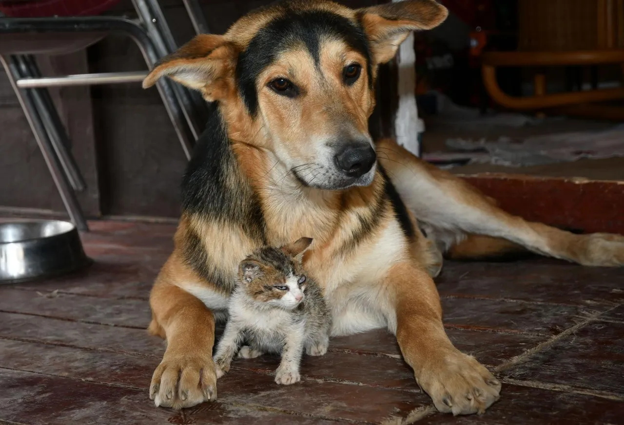 Pas Lesi i mačić Tom postali su najbolji prijatelji