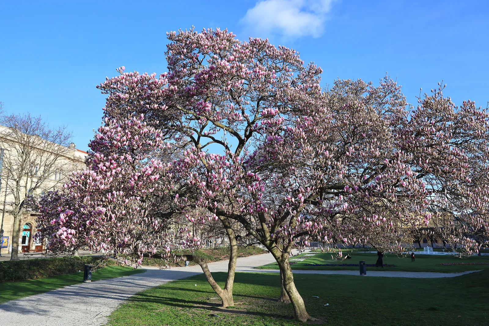 Magnolija na Trgu kralja Tomislava