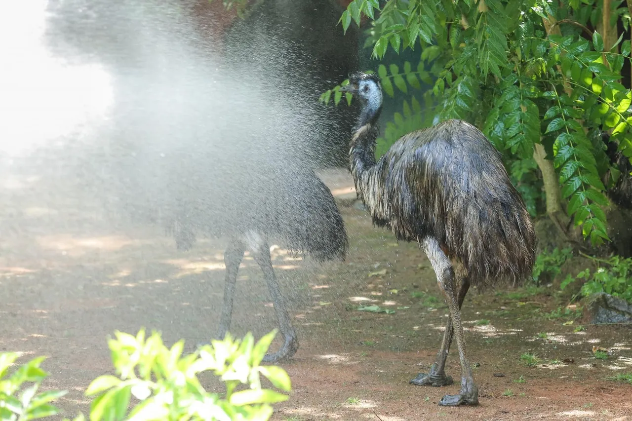 Zanima vas kako se životinje štite od vrućina? U zagrebačkom ZOO-u rashlađuju se ledenim poslasticama!
