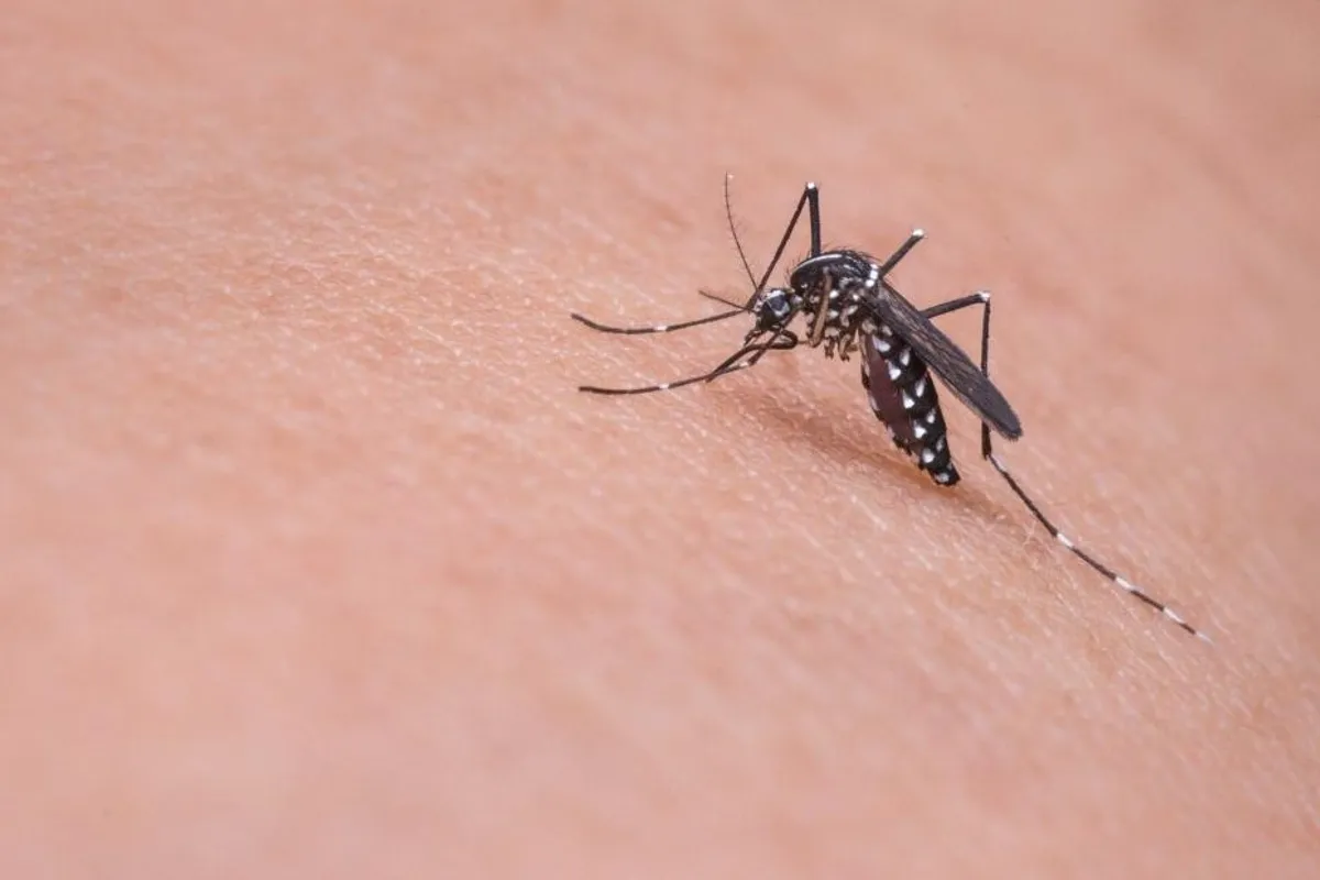 Savjeti što odbija komarce i kako se zaštititi