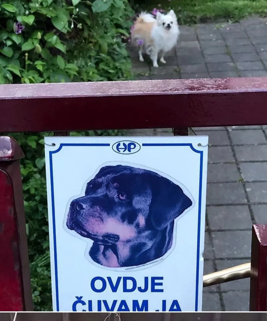 Opasni, malo sutra: 20 peseka koji (ne)opravdavaju znak 'Pazi, oštar pas'