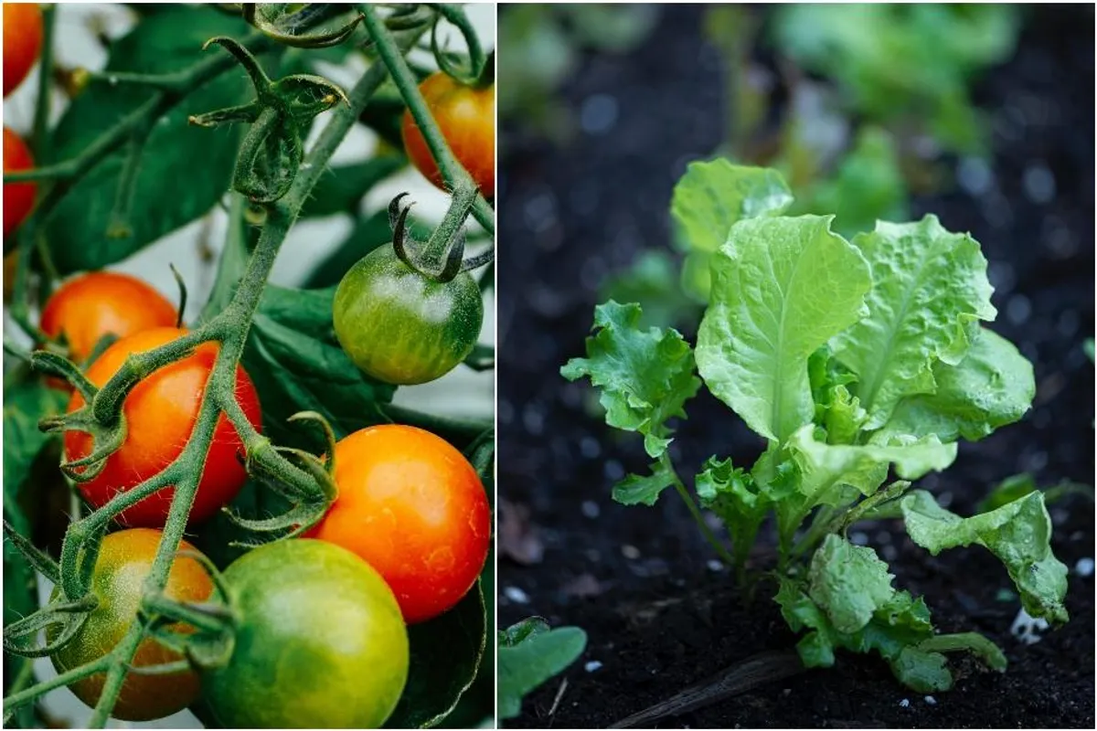 Vrtlarstvo za početnike: Voće, povrće i začini koji uspijevaju bez puno truda