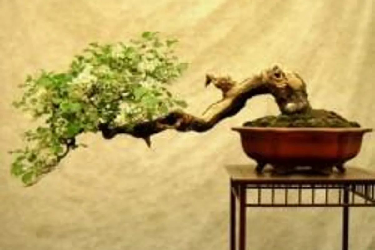 Briga za bonsai drvce
