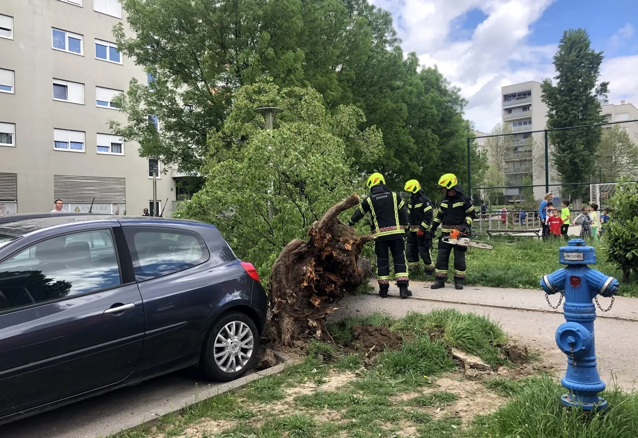 Palo stablo u Španskom