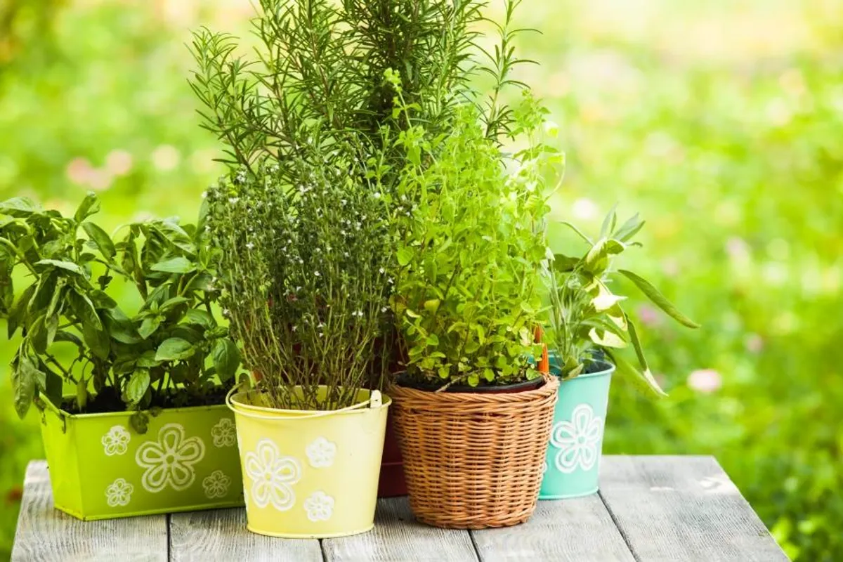 5 začinskih bilja koje je najlakše uzgojiti u kući
