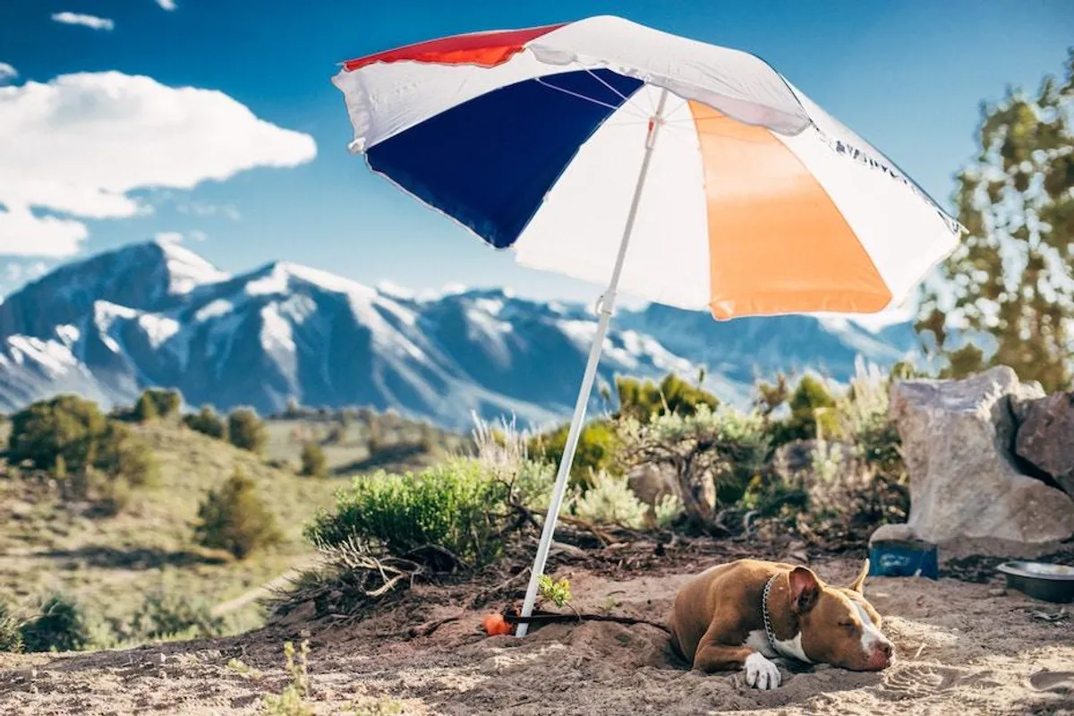 Psi i vrućine: Savjeti koji će pomoći vašem ljubimcu da prebrodi visoke temperature