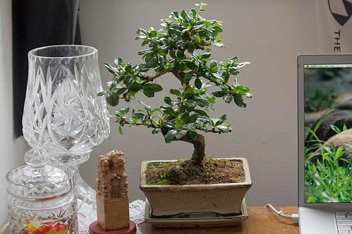 Za totalne neznalice: Kako bonsai održati na životu?