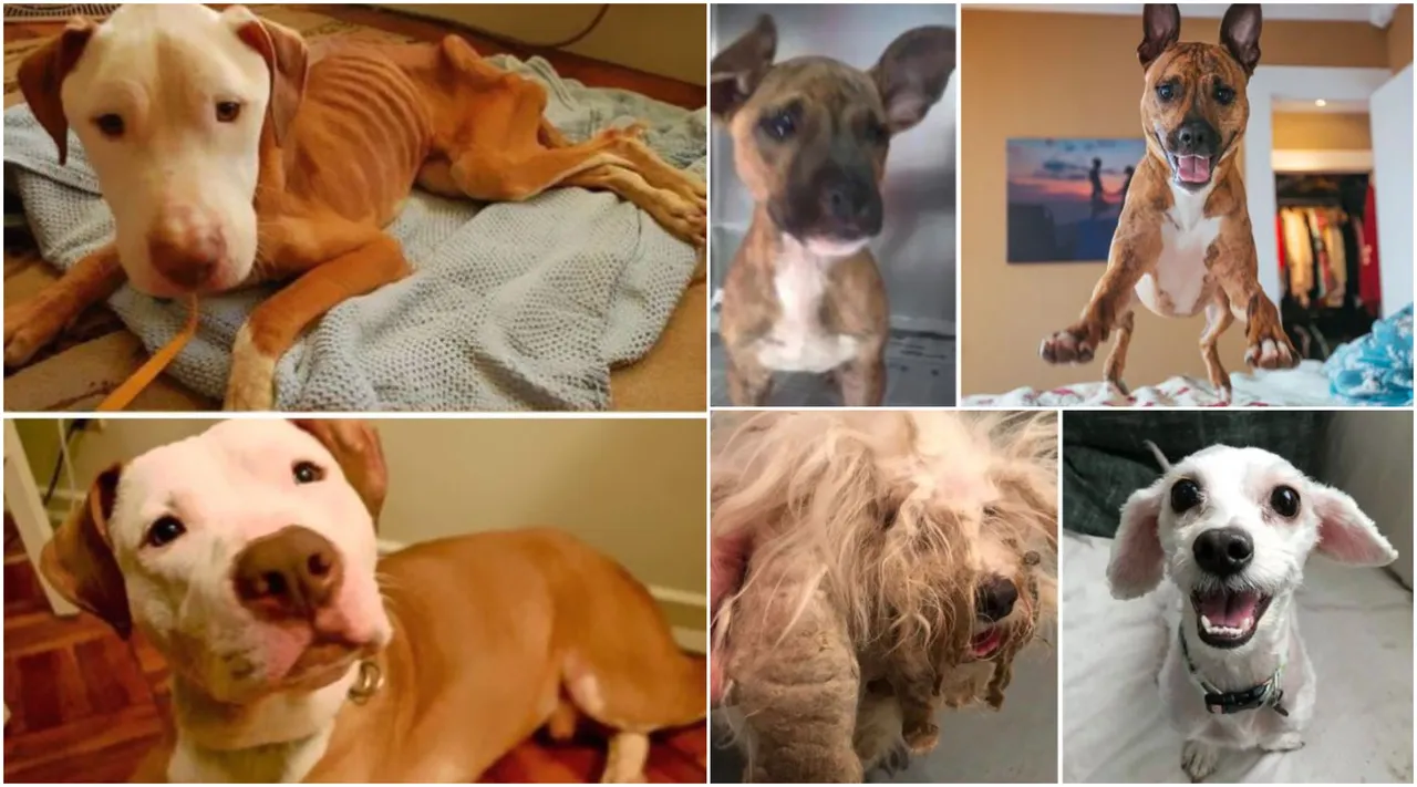 Probajte ne zaplakati: Prekrasne fotke pasa prije i poslije udomljavanja