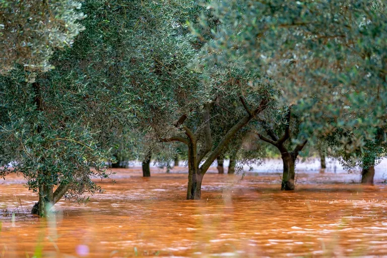 Poplava u Istri