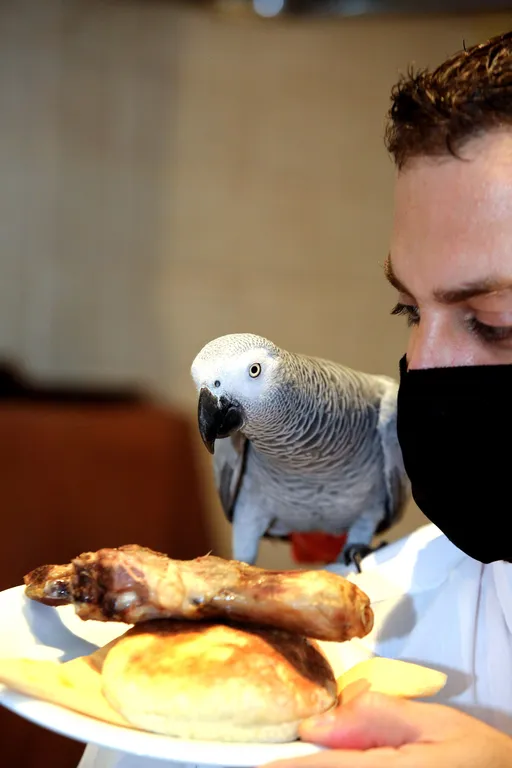 Papagaj Koko, ali ne s duhovima: Atrakcija restorana "papa" janjetinu u Šibeniku