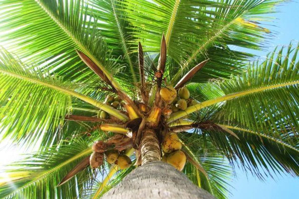 Saznajte sve o prednostima korištenja palminog ulja na jednom mjestu