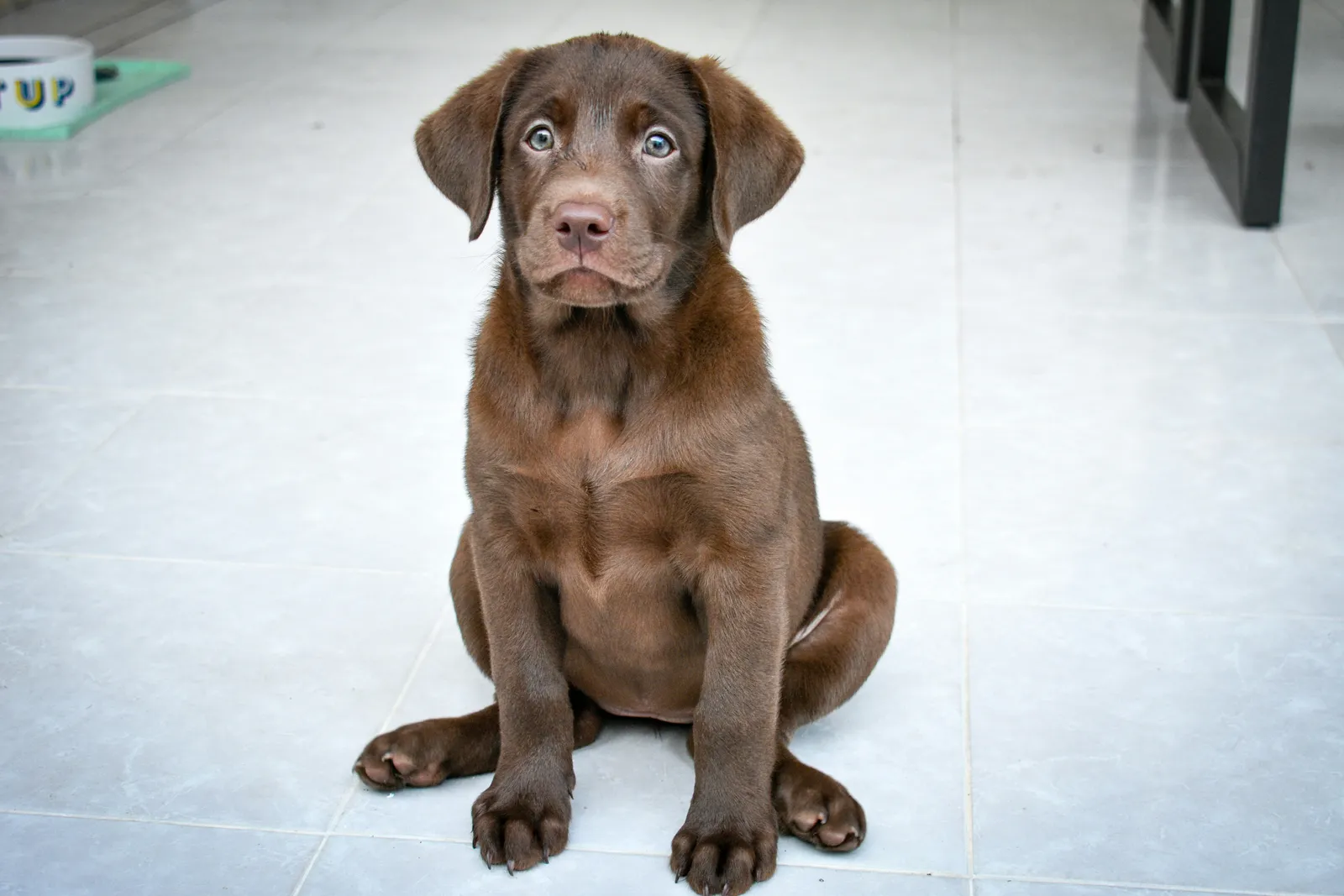 Labrador 