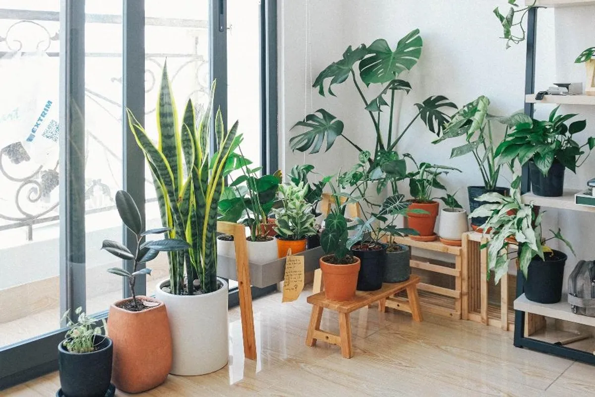 Za topao i zeleni dom: 10 lijepih biljaka koje će ukrasiti svaki prostor