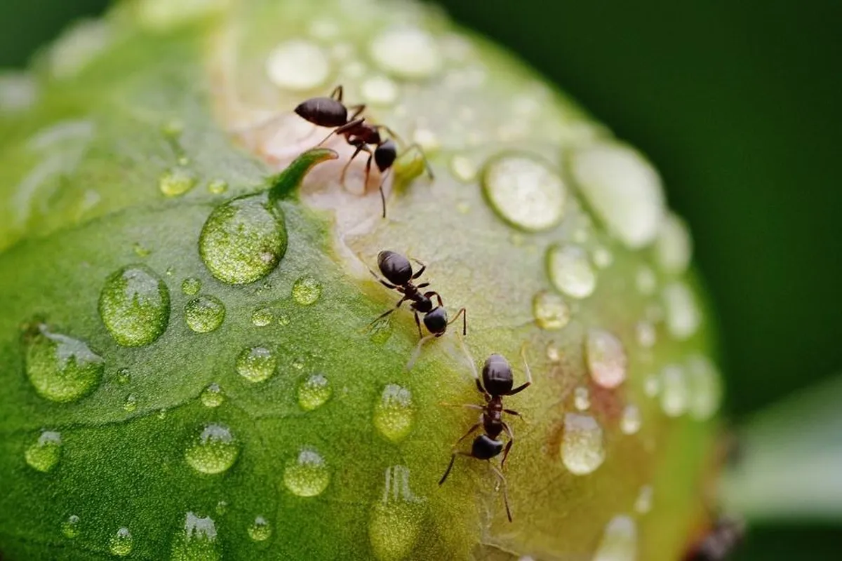 Savjeti kako otjerati mrave iz kuće