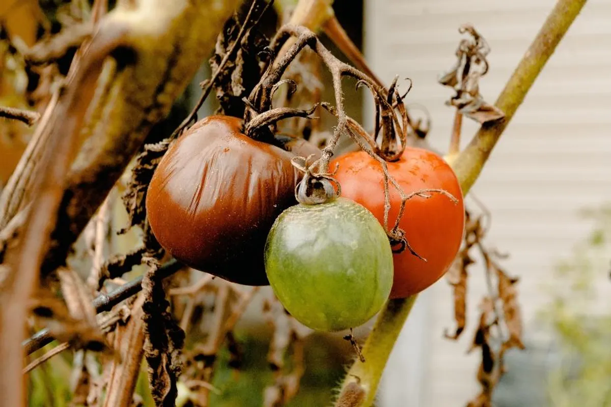 Sve što trebate znati o roku trajanja sušenih rajčica