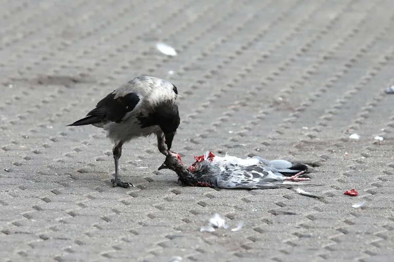 Zagreb: Vrane se hrane mrtvim golubovima na Trgu bana Jelačića