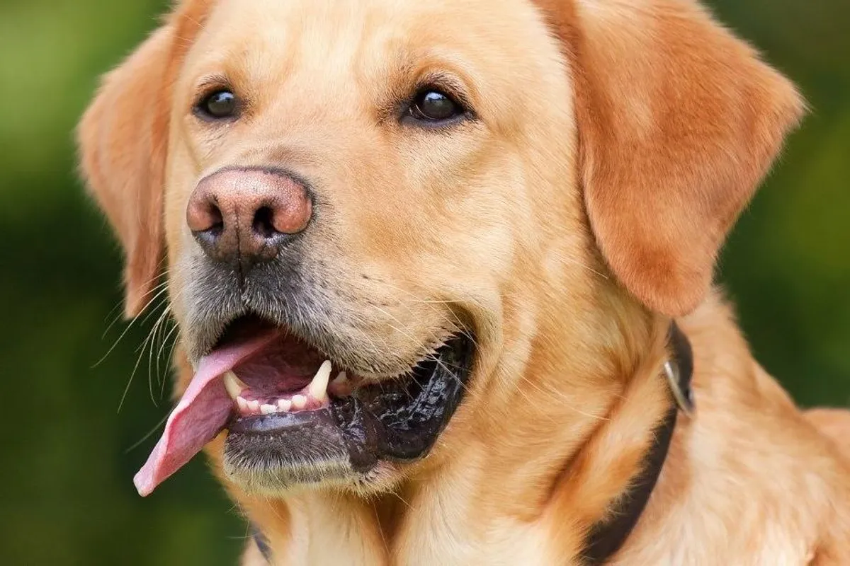 Znate li kako izgleda pravilna higijena zubi kod pasa?