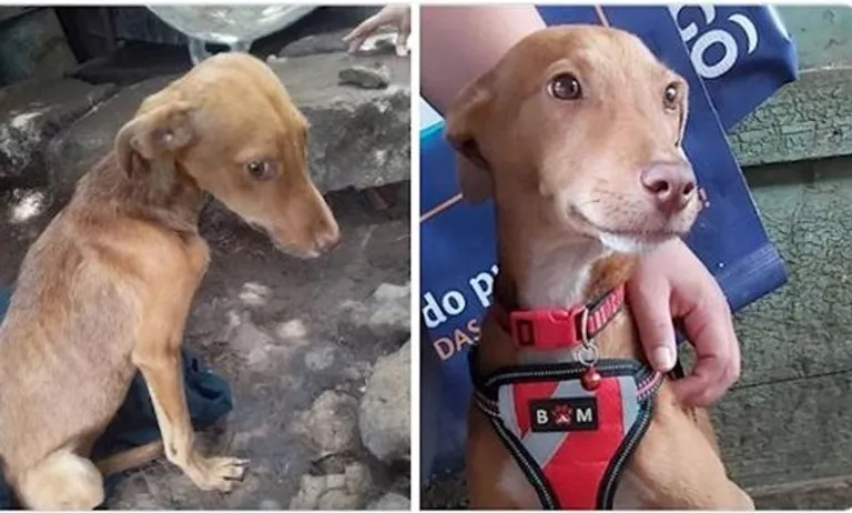 Prije i nakon udomljavanja: Ovim psima se, ali i ljudima, promijenio život nabolje