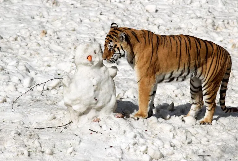 Čudesna ljubav tigra i snjegovića