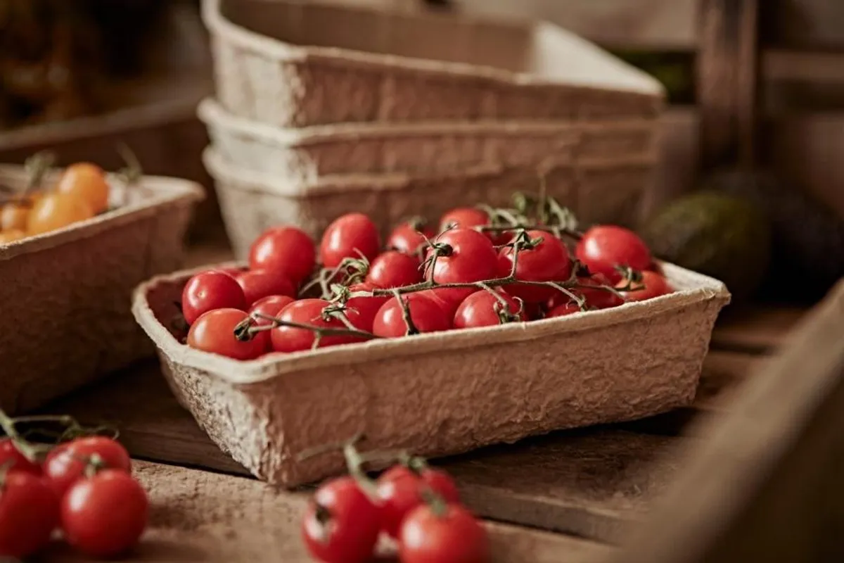 Uživanje u ljetnim plodovima: Rajčice su pravi izvor zdravlja i okusa