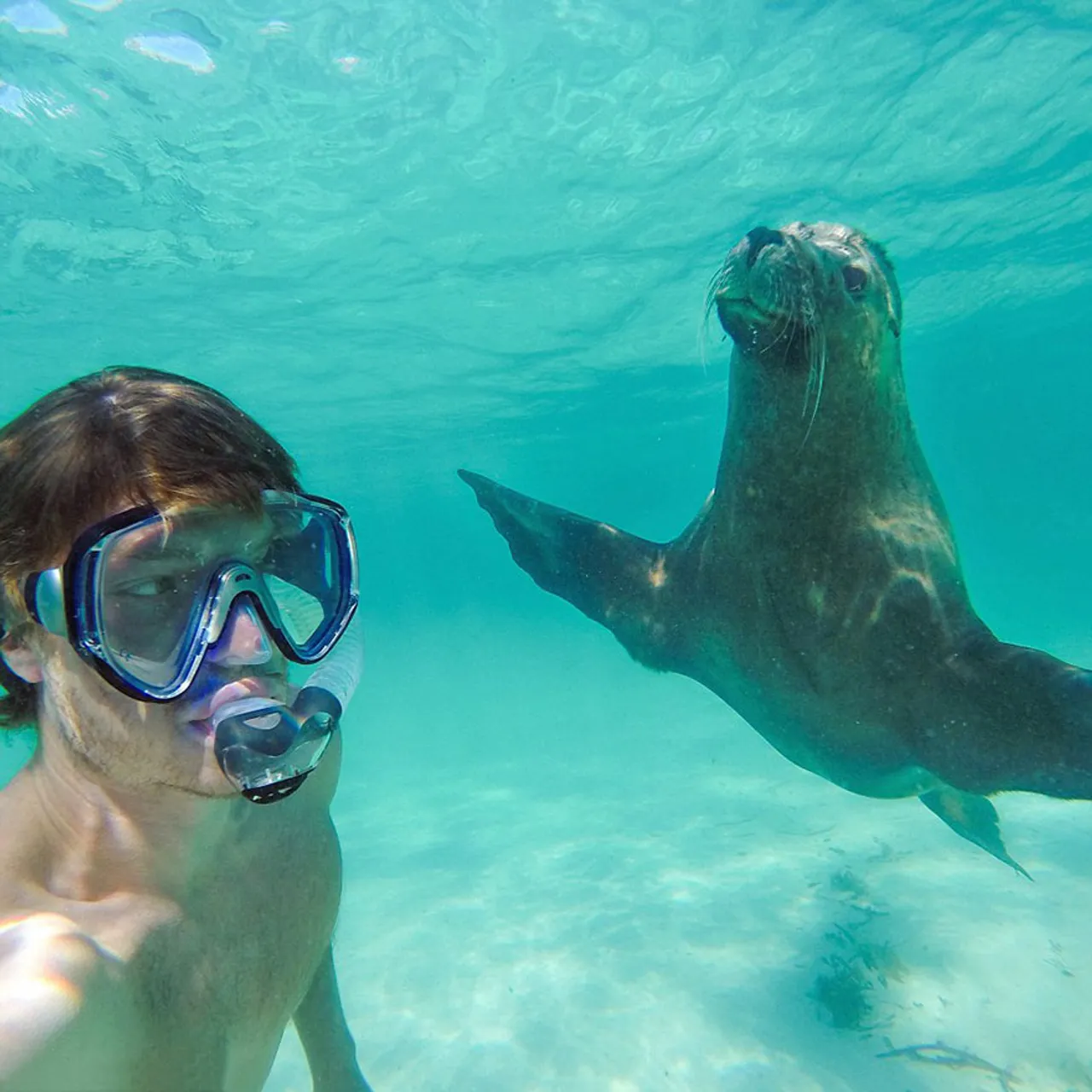 Allan Dixon snima selfieje s prekrasnim životinjama