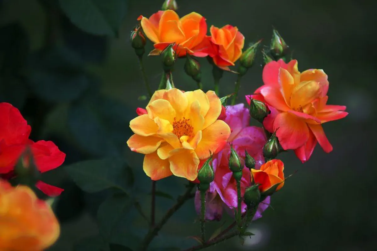 53. Floraart pretvara Bundek u oazu cvijeća