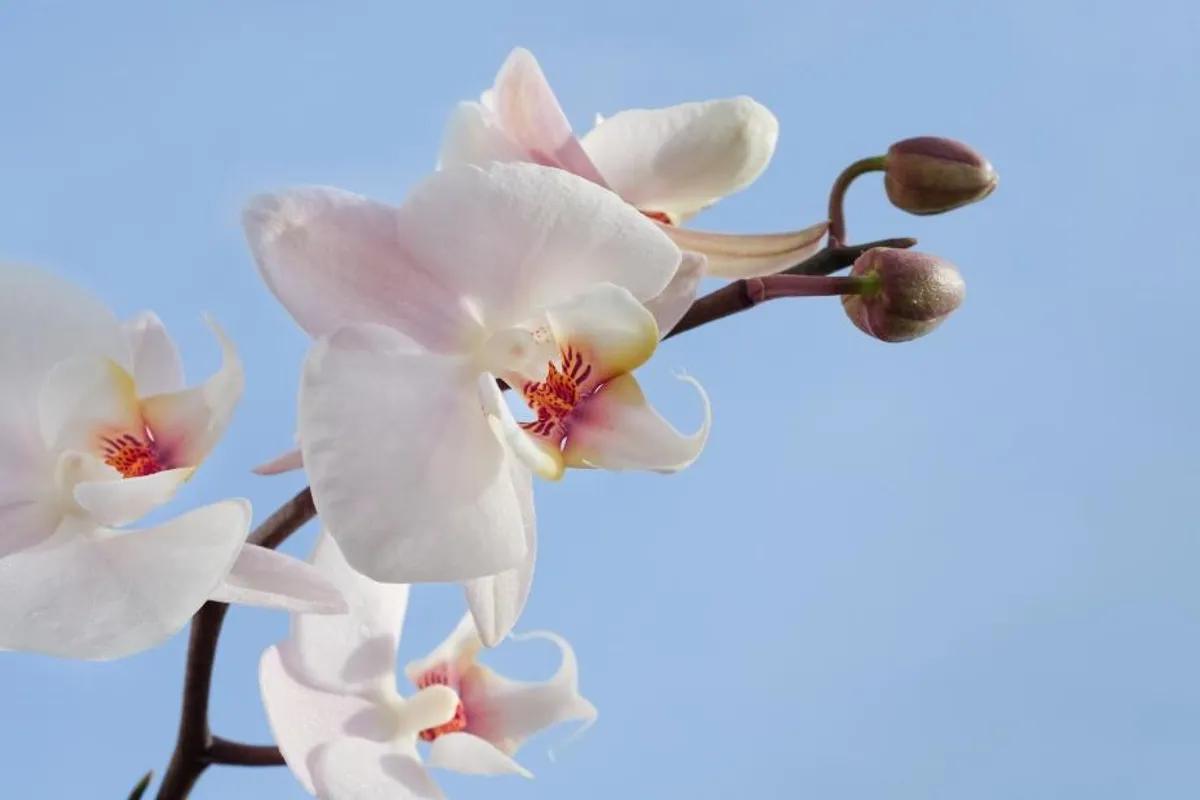 Kako presaditi orhideju?