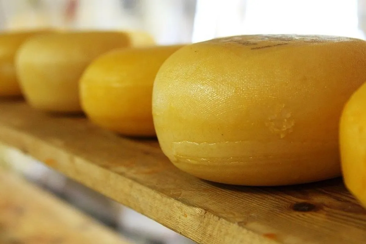 Savjeti kako napraviti domaći tvrdi sir