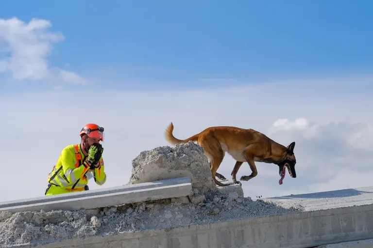 Potražni psi su naši prijatelji: Tijekom eksplozija, potresa i katastrofa oni nas mogu najbrže pronaći