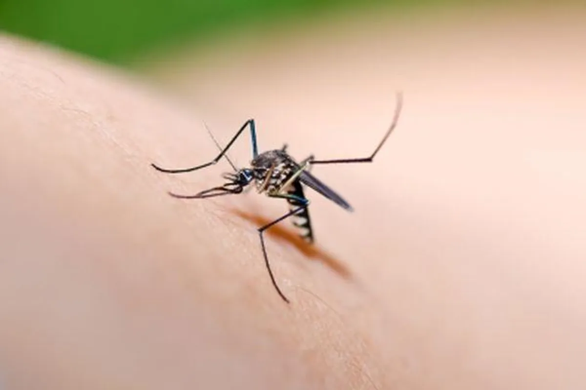 Zaštitite se od komaraca i njihovih uboda