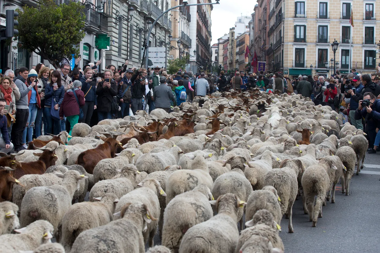 Ovce u Madridu